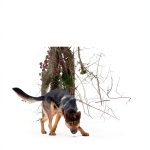 Georgia K9 NTC Publications Dog Training Kindle Book-0