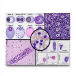 Pathophysiology 2nd Edition Kindle Book by Ace My Path 401 Pages-0
